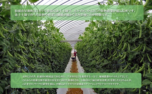 ★2026年春3月お届け★星鹿町産スナップエンドウとアスパラガス詰め合わせ1kg( スナップエンドウ スナップえんどう アスパラガス 新鮮 松浦市 )【A9-041】