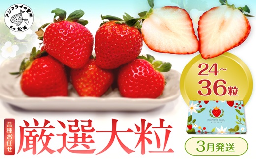 厳選大粒 こだわり苺 品種お任せ12～18粒×2パック(3月発送) ( いちご 苺 イチゴ 紅ほっぺ かおり野 さがほのか 恋みのり 果物 フルーツ )【B6-041-03M】