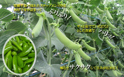 ★2026年春3月お届け★星鹿町産スナップエンドウとアスパラガス詰め合わせ1kg( スナップエンドウ スナップえんどう アスパラガス 新鮮 松浦市 )【A9-041】