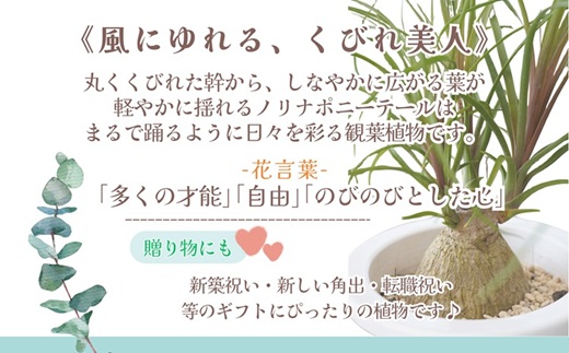 緑の匠が選んだ観葉植物 素敵な空間づくりに ノリナポニーテール( 観葉植物 ノリナポニーテール インテリア 植物 贈り物 送料無料 )【B3-069】