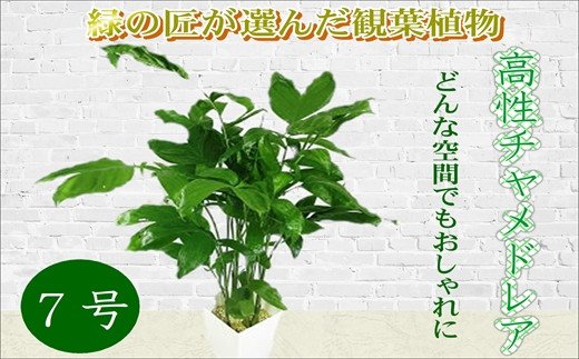 緑の匠が選んだ観葉植物 素敵な空間づくりに 高性チャメドレア 7号( チャメドレア 観葉植物 インテリア 植物 新築祝い 贈り物 開店祝い 引っ越し祝い 送料無料 )【B8-020】