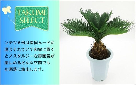 緑の匠が選んだ観葉植物 素敵な空間づくりに ソテツ 6号【C4-018】 ソテツ 観葉植物 インテリア 植物 新築祝い 贈り物 開店祝い 引っ越し祝い 送料無料