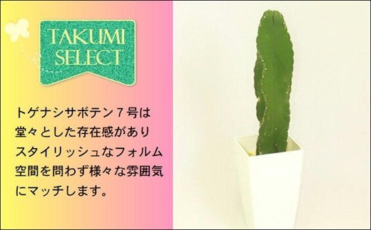 緑の匠が選んだ観葉植物 素敵な空間づくりに トゲナシサボテン 1本立 7号( トゲナシサボテン 観葉植物 インテリア 植物 新築祝い 贈り物 開店祝い 引っ越し祝い 送料無料 )【B8-019】