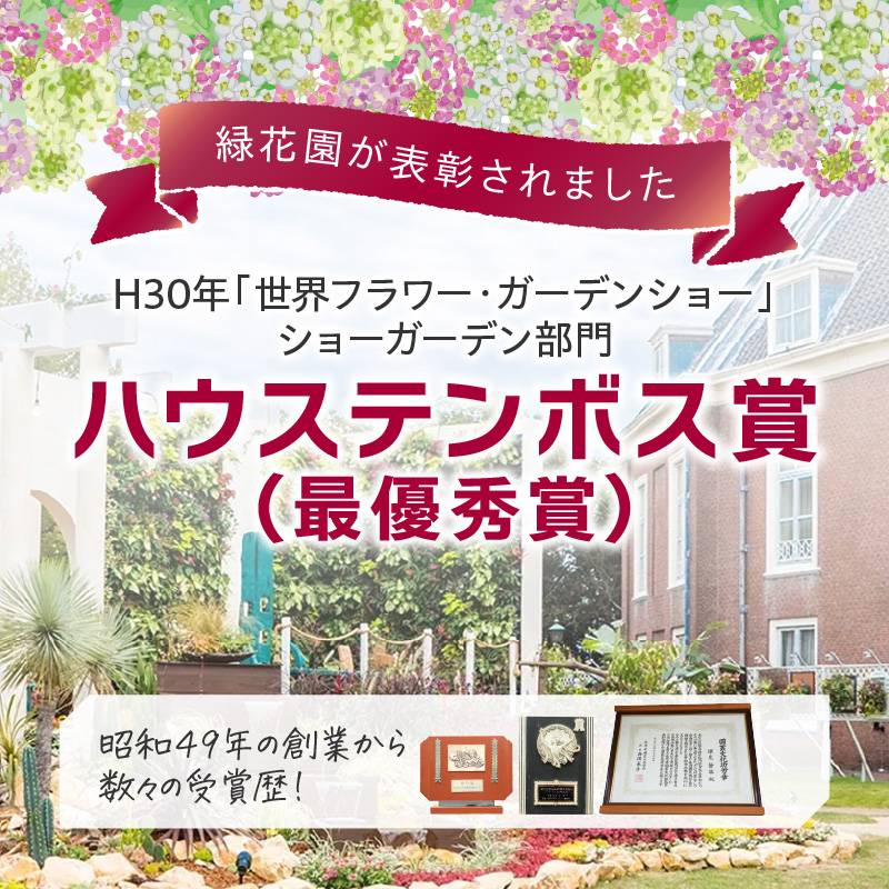 緑の匠が選んだ観葉植物 素敵な空間づくりに ノリナポニーテール( 観葉植物 ノリナポニーテール インテリア 植物 贈り物 送料無料 )【B3-069】