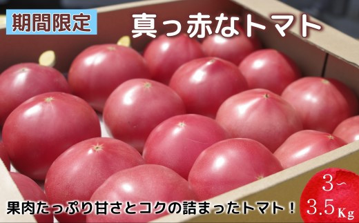 【A9-015】期間限定　真っ赤なトマト3kg〜3.5kg トマト とまと ジューシー リコピン 期間限定 松浦市 松浦産