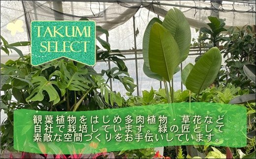 緑の匠が選んだ観葉植物 素敵な空間づくりに トゲナシサボテン 1本立 7号( トゲナシサボテン 観葉植物 インテリア 植物 新築祝い 贈り物 開店祝い 引っ越し祝い 送料無料 )【B8-019】