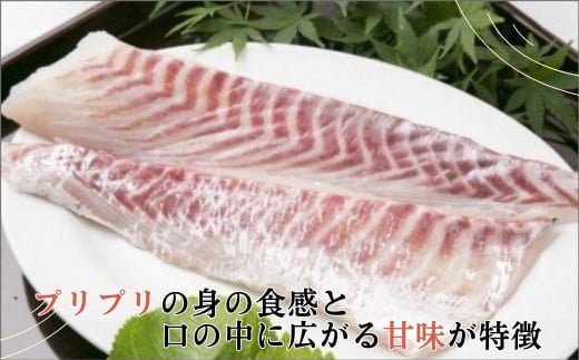 【B5-070】鷹島のおいしかタイ1.2kg 鯛 お刺身 煮つけ 塩焼き 様々な料理 アラ付き