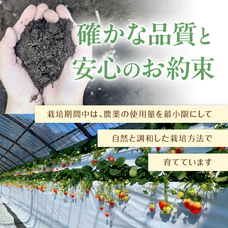 こだわり苺 品種お任せ小箱8粒～10粒×2パック(2月発送)( いちご 苺 イチゴ 紅ほっぺ かおり野 さがほのか 恋みのり 果物 フルーツ )【B0-236-02M】
