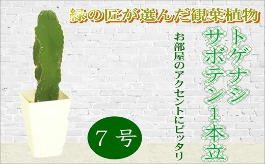 緑の匠が選んだ観葉植物 素敵な空間づくりに トゲナシサボテン 1本立 7号( トゲナシサボテン 観葉植物 インテリア 植物 新築祝い 贈り物 開店祝い 引っ越し祝い 送料無料 )【B8-019】