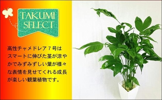 緑の匠が選んだ観葉植物 素敵な空間づくりに 高性チャメドレア 7号( チャメドレア 観葉植物 インテリア 植物 新築祝い 贈り物 開店祝い 引っ越し祝い 送料無料 )【B8-020】