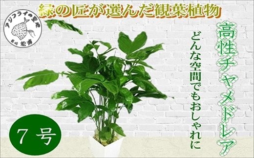 緑の匠が選んだ観葉植物 素敵な空間づくりに 高性チャメドレア 7号( チャメドレア 観葉植物 インテリア 植物 新築祝い 贈り物 開店祝い 引っ越し祝い 送料無料 )【B8-020】