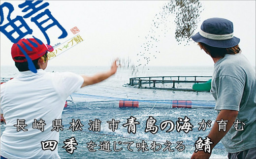 サバがこんなに美味しいなんて！長崎ハーブ鯖の「しめ鯖」と「炙りしめ鯖」食べ比べ( さば サバ 鯖 ハーブ しめ鯖 )【B2-130】