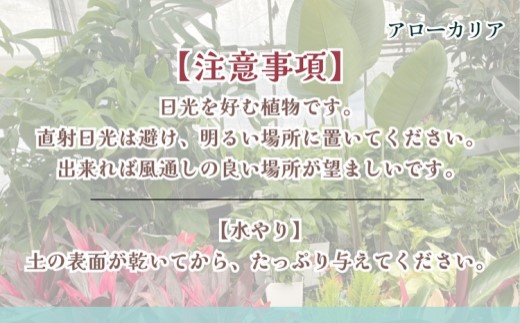 緑の匠が選んだ観葉植物 素敵な空間づくりに アローカリア( アローカリア 観葉植物 インテリア 植物 新築祝い 贈り物 開店祝い 引っ越し祝い 送料無料 )【D2-012】