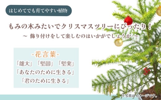 緑の匠が選んだ観葉植物 素敵な空間づくりに アローカリア( アローカリア 観葉植物 インテリア 植物 新築祝い 贈り物 開店祝い 引っ越し祝い 送料無料 )【D2-012】