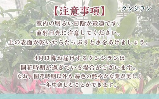緑の匠が選んだ観葉植物 素敵な空間づくりに クンシラン( クンシラン 観葉植物 インテリア 植物 新築祝い 贈り物 開店祝い 引っ越し祝い 送料無料 )【C0-085】