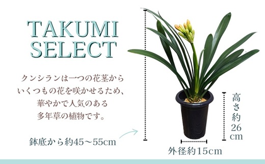 緑の匠が選んだ観葉植物 素敵な空間づくりに クンシラン( クンシラン 観葉植物 インテリア 植物 新築祝い 贈り物 開店祝い 引っ越し祝い 送料無料 )【C0-085】