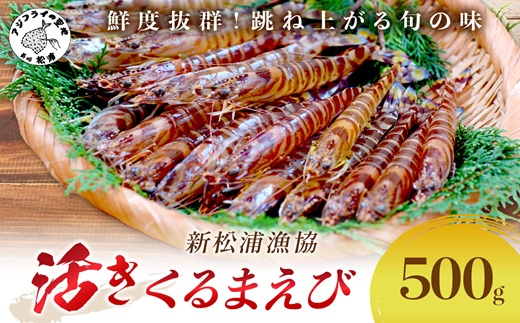 【宅配BOX不可】新松浦漁協　活きくるまえび500g（ ふるさと納税 車海老 クルマエビ 車エビ 車えび くるまえび 海老 エビ えび 海鮮 送料無料 活き車えび ）【C0-091】