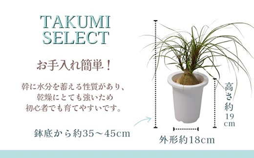 緑の匠が選んだ観葉植物 素敵な空間づくりに ノリナポニーテール( 観葉植物 ノリナポニーテール インテリア 植物 贈り物 送料無料 )【B3-069】