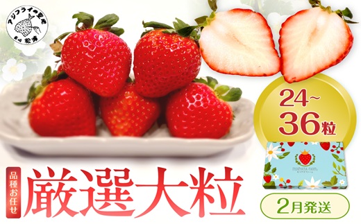 厳選大粒 こだわり苺 品種お任せ12～18粒×2パック(2月発送) ( いちご 苺 イチゴ 紅ほっぺ かおり野 さがほのか 恋みのり 果物 フルーツ )【B6-041-02M】