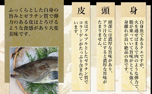 鷹島のうまかクエ鍋用(2〜3人前)( 鷹島産 クエ 絶品 鱗処理済み クエ鍋 高級魚 )【C9-001】