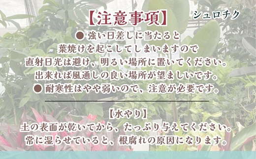 緑の匠が選んだ観葉植物 素敵な空間づくりに シュロチク( シュロチク 観葉植物 インテリア 植物 新築祝い 贈り物 開店祝い 引っ越し祝い 送料無料 )【E7-004】