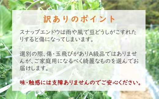 訳あり大容量！みずみずしさ弾ける!鷹島のスナップエンドウ 1.5kg ( 訳アリ えんどう エンドウ 豆 旬の野菜 野菜 新鮮 朝摘み )【B0-194】