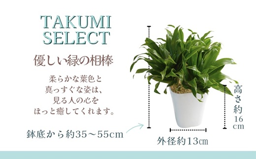 緑の匠が選んだ観葉植物 素敵な空間づくりに ドラセナ(観葉植物 ドラセナ インテリア 植物 贈り物 送料無料)【B3-068】