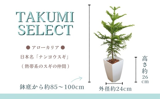 緑の匠が選んだ観葉植物 素敵な空間づくりに アローカリア( アローカリア 観葉植物 インテリア 植物 新築祝い 贈り物 開店祝い 引っ越し祝い 送料無料 )【D2-012】