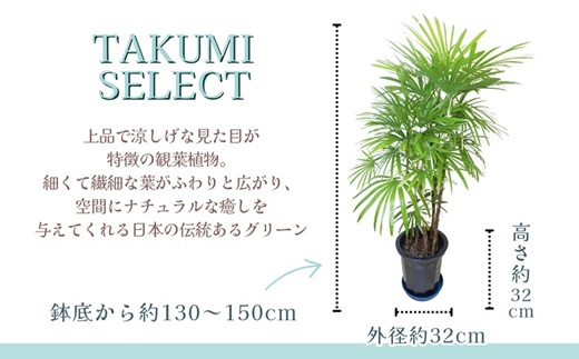 緑の匠が選んだ観葉植物 素敵な空間づくりに シュロチク( シュロチク 観葉植物 インテリア 植物 新築祝い 贈り物 開店祝い 引っ越し祝い 送料無料 )【E7-004】