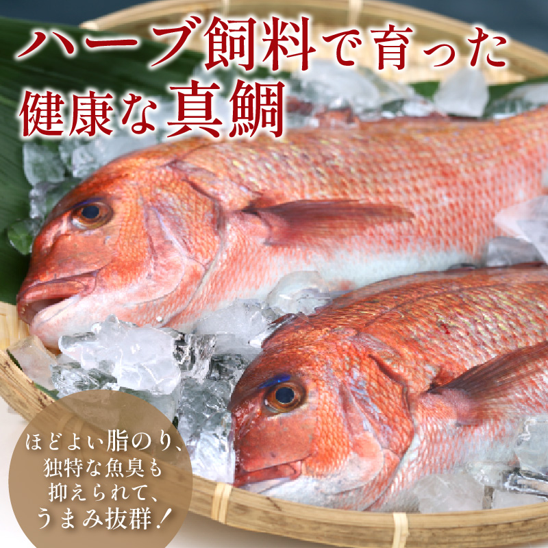 é¯ã ãäžèœããŒã·ä»ïŒããŒãä»ç«ãŠã®é¯ããã¶ã»ããå·¥å ŽçŽéãã£ã·ã6人å ( çé¯ ããŒã é¯ã ã åçž® é¯ããã¶ ã«ã«ãããã§ ãã¹ã¿ ããŒã飌æ )ãC0-103ã