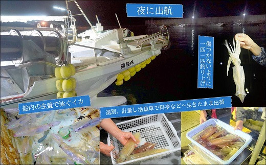 玄界灘の1本釣り　剣先イカの薄造り刺身4人前( いか イカ 烏賊 剣先イカ 海鮮 海の幸 薄造り 刺身 )【B4-061】