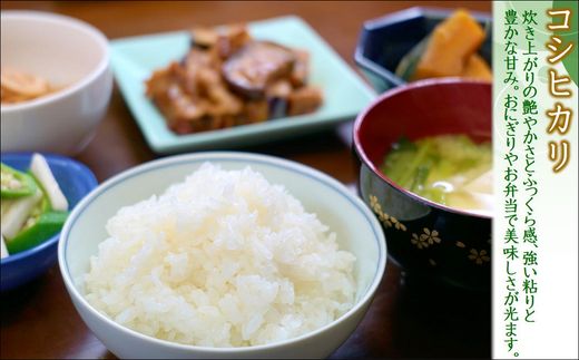 【 令和7年 新米 】須藤邦寿園の白米 コシヒカリ5kg( 米 コメ お米 コシヒカリ こしひかり 5kg 5キロ 甘い 甘み 粘り 精米 国産 送料無料 )【B6-051】