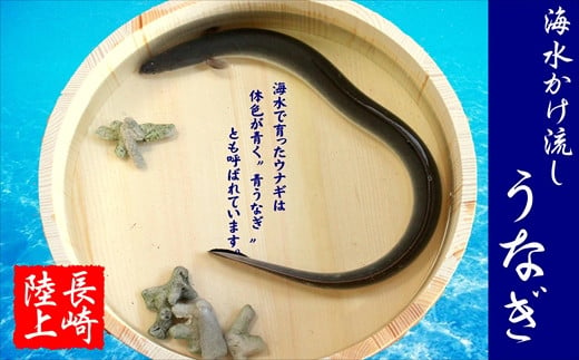 数量限定！海水かけ流しうなぎ蒲焼3尾( うなぎ 旨味 逸品 松浦 丑の日 ウナギ 海水かけ流し )【C5-013】