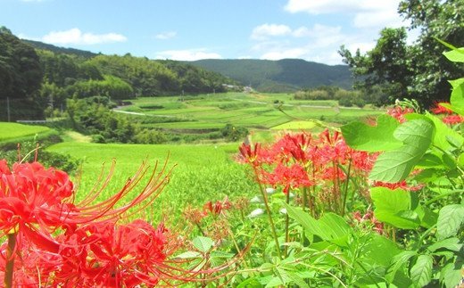 縲蝉サ、蜥7蟷エ逕」縲第收豬ヲ縺ョ蟇呈囑蟾ョ縺悟袖縺ョ豎コ繧∵焔!迚ケA隧穂セ。迯イ蠕励ョ蜩∫ィョ縲後↑縺、縺サ縺ョ縺九肴」夂伐豬ョ遶九ョ驥後ョ縺顔アウ10kg( 繧ウ繝。 邀ウ 縺ェ縺、縺サ縺ョ縺 逋ス邀ウ 邊セ邀ウ 蝗ス逕」 騾∵侭辟。譁 )縲燭7-032縲