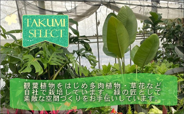 緑の匠が選んだ観葉植物 素敵な空間づくりに アローカリア 8号( アローカリア 観葉植物 インテリア 植物 新築祝い 贈り物 開店祝い 引っ越し祝い 送料無料 )【D2-008】