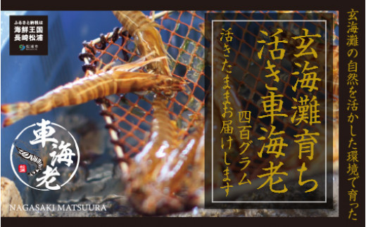 新松浦漁協　活きくるまえび400g【B6-030】 活き くるまえび お正月 おせち 新鮮 丁寧