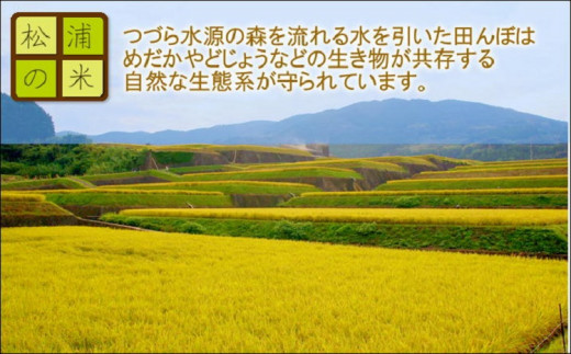 つづら水源の森を流れる水が育む松浦の米　「ヒノヒカリ又はコシヒカリ」石倉の誉5kg【A8-008】