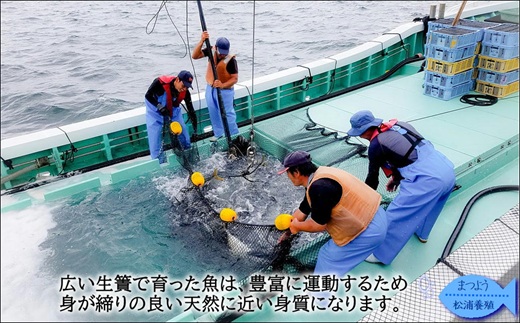 ぶりアラ炊きにぴったり カット済みぶりの旨いところ 10kg ( ぶり 鰤 松浦産 アラ アラ炊き 煮つけ )【C1-047】