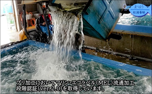 ぶりアラ炊きにぴったり カット済みぶりの旨いところ 10kg ( ぶり 鰤 松浦産 アラ アラ炊き 煮つけ )【C1-047】