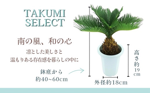 緑の匠が選んだ観葉植物 素敵な空間づくりに ソテツ( ソテツ 観葉植物 インテリア 植物 新築祝い 贈り物 開店祝い 引っ越し祝い 送料無料 )【C4-024】