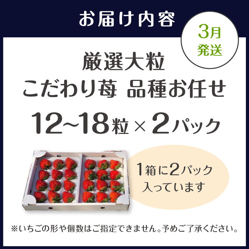厳選大粒 こだわり苺 品種お任せ12～18粒×2パック(3月発送) ( いちご 苺 イチゴ 紅ほっぺ かおり野 さがほのか 恋みのり 果物 フルーツ )【B6-041-03M】