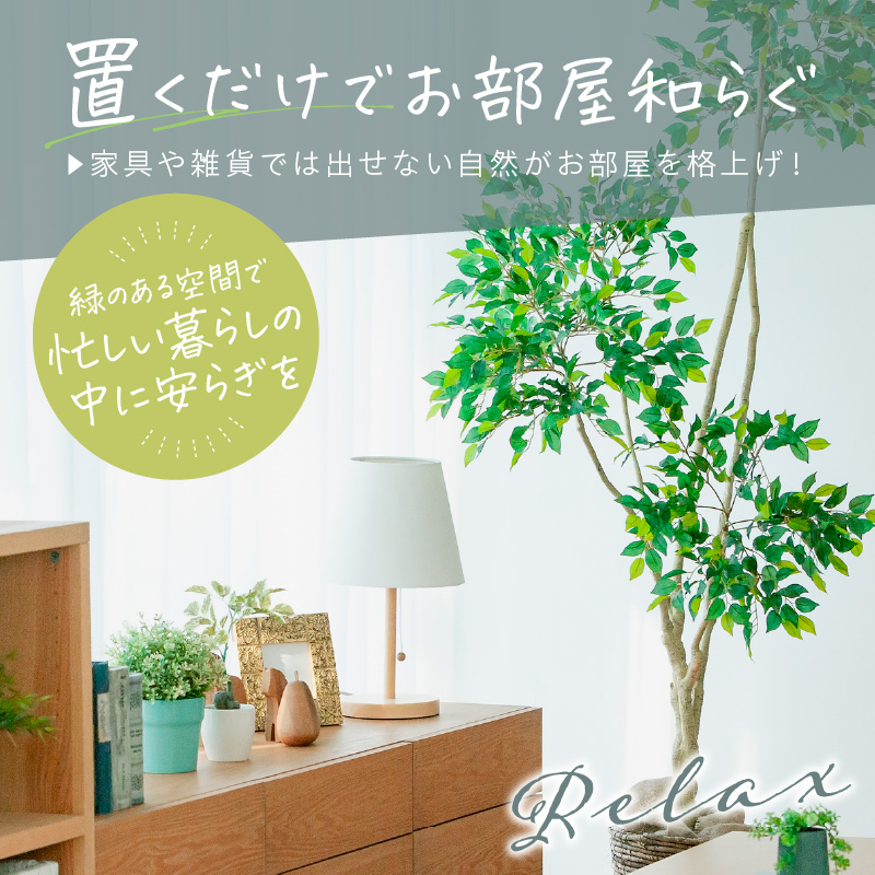 緑の匠が選んだ観葉植物 素敵な空間づくりに ノリナポニーテール( 観葉植物 ノリナポニーテール インテリア 植物 贈り物 送料無料 )【B3-069】