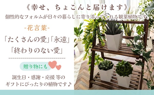 緑の匠が選んだ観葉植物 素敵な空間づくりに 多肉植物3種( 観葉植物 多肉植物 インテリア 植物 贈り物 送料無料 )【B6-038】