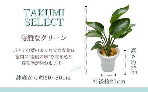 緑の匠が選んだ観葉植物 素敵な空間づくりに オーガスタ( オーガスタ 観葉植物 インテリア 植物 新築祝い 贈り物 開店祝い 引っ越し祝い 送料無料 )【C2-044】