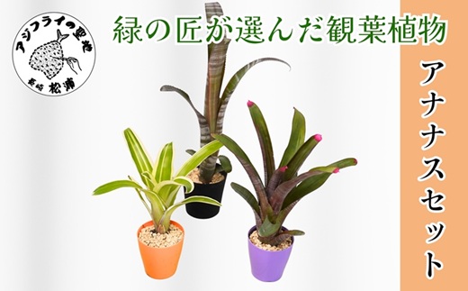 緑の匠が選んだ観葉植物 素敵な空間づくりに アナナス3種セット( 観葉植物 アナナス ツマベニアナナス キョウト ビルベルギアインテリア 植物 贈り物 送料無料 )【150-0006】