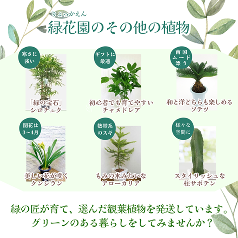 ç·ã®å ããããã èŠ³èæ€ç© çŽ æµãªç©ºéã¥ããã« ã¯ãã«ãã©( ã¯ãã«ãã© èŠ³èæ€ç© ã€ã³ããªã¢ æ€ç© æ°ç¯ç¥ã èŽãç© éåºç¥ã åŒã£è¶ãç¥ã éæç¡æ )ã150-0009ã