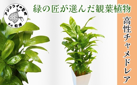 緑の匠が選んだ観葉植物 素敵な空間づくりに 高性チャメドレア( チャメドレア 観葉植物 インテリア 植物 新築祝い 贈り物 開店祝い 引っ越し祝い 送料無料 )【150-0008】