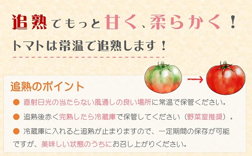 訳あり！ご家庭用に大活躍　夢追うフルティカトマト1.5kg( トマト とまと ジューシー リコピン 期間限定 松浦市 松浦産 フルティカトマト )【A6-033】