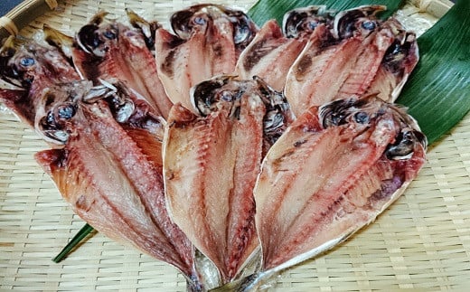 çããéã(8æ)ãšã¢ãžãã©ã€(14æ)ã»ãã( ã¢ãžãã©ã€ ãã çã¢ãž çãããåæ§ã«ãå®å¿ å°éªšåŠçæž ãã£ã¬ éã )ãB1-156ã
