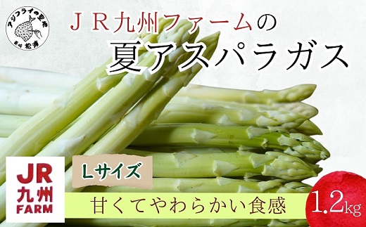 JR九州ファームの夏アスパラガス Lサイズ1.2kg( アスパラガス アスパラ 夏アスパラ 野菜 甘み 柔らかい 松浦市 )【B0-267】